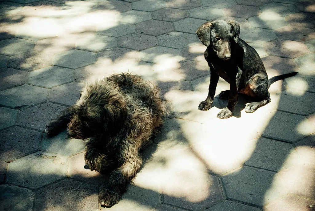 chiens errants tunisie