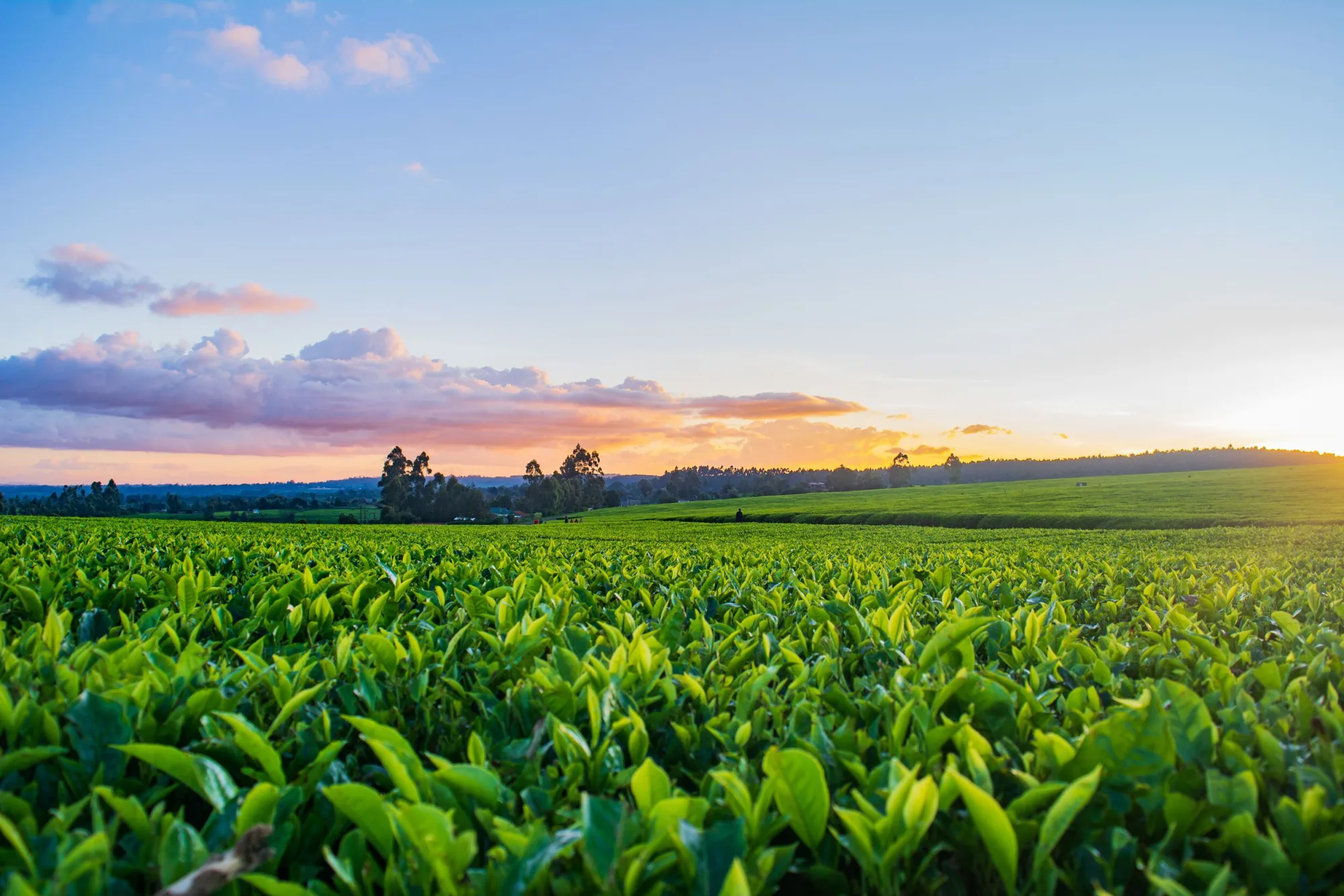 Étude de Faisabilité Promotion Produits Agricoles Biologiques Tunisie