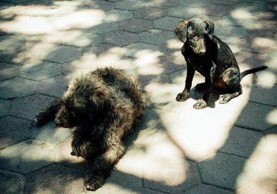 Combattre le fléau des chiens errants : Solutions novatrices pour les municipalités