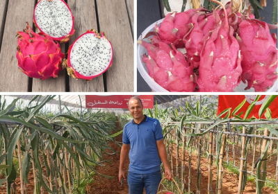 Mohamed Ben Dhaou premier agriculteur tunisien à planter le fruit exotique du dragon sur le toit de sa maison