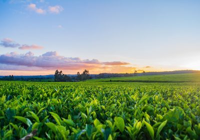 Étude de Faisabilité pour la Promotion des Produits Agricoles Biologiques en Tunisie